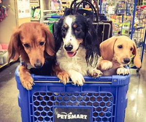 *HURRY* PetSmart – $7 Off Coupon = Free Item!